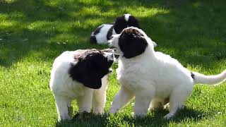 Landseer puppies from the Pacific Coast kennel [upl. by Kinney]