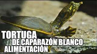 tortuga de caparazón blando alimentación [upl. by Fachini365]