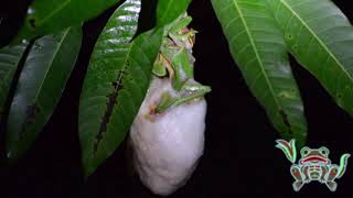 malabar gliding frog rhacophorus malabaricus Mating and nest building [upl. by Kory]