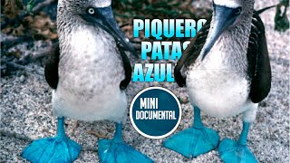 Piquero de patas azules mini documental [upl. by Poulter]