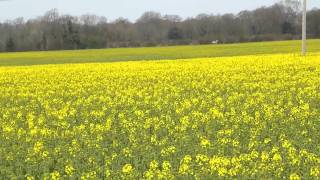 Hambledon to Bishops Waltham  Allan Kings Way  Weekend Walk 46 [upl. by Atrebla]