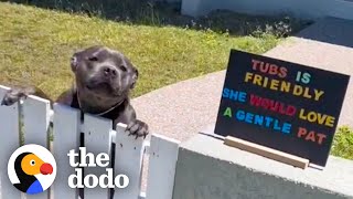 Pittie Patiently Waits By The Fence Each Morning To Greet His Neighbors  The Dodo [upl. by Ottavia]