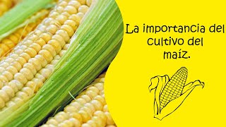 LA IMPORTANCIA DEL CULTIVO DEL MAÍZ [upl. by Ayo]