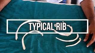 Typical Rib [upl. by Ing]