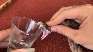 The Effect Of Snake Venom On Blood [upl. by Purvis245]