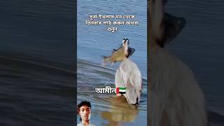 সূরা ইখলাস পাথে islamicstatusmotivationalislamicshort videoviralallahutrendingসূরা [upl. by Rowe]