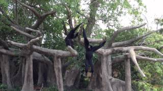 Siamang Gibbons Symphony at Zoo Miami [upl. by Rahman74]