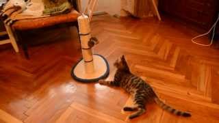 Cat Velik the Toyger Excited over new toy 45 months old [upl. by Kyl443]