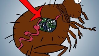 How Bubonic Plague Works [upl. by Chainey]