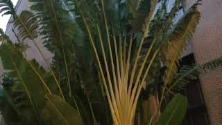 Ravenala madagascariensis  The Travellers Palm Not A Palm Though [upl. by Ecnerret]