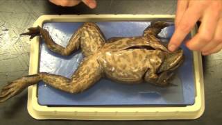 Bullfrog Dissection quotBasicquot [upl. by Nashoma]