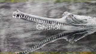 Top 10 Crocodile Species A Jaw Dropping count down [upl. by Roberto]