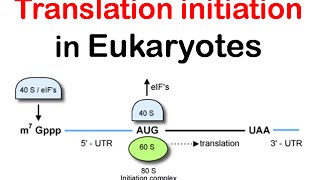 Translation initiation in eukaryotes  eukaryotic translation lecture 1 [upl. by Leora717]