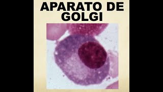 APARATO DE GOLGI [upl. by Carhart]