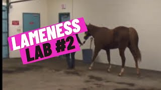 Lameness Lab 2 Is this horse lame [upl. by Calva]