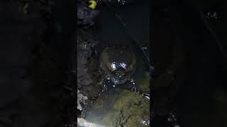 Gian Frog Cry Feed EP00910 Egg citing Ornithology Nature Biodiversity Eggceptional [upl. by Ttehc]