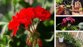 Growing Geranium from Seeds and Cuttings [upl. by Teddy]