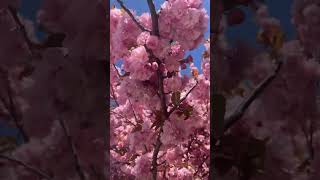 Large Tree and a Bridge Beautiful Morning in the Park WaterBridge and Flower Walk in the Park🌸 [upl. by Bacchus]