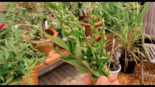 Lobelia inflata Campanulaceae How To Grow amp Uses [upl. by Eidassac]