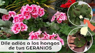 Increíble método para ELIMINAR los hongos de tus plantas [upl. by Magavern]