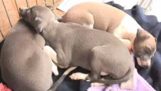 Italian Greyhounds Pros and cons [upl. by Lisbeth886]