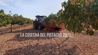 La cosecha y recoleccion del pistacho 2019  IberoPistacho [upl. by Llirpa]