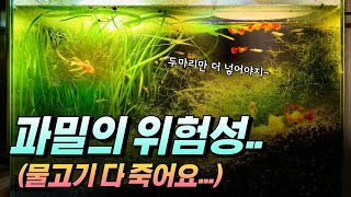 어항 크기에 비해 물고기를 많이 넣으면 열대어 다 죽는 이유구피키우기 과밀의 위험성 용존산소량 [upl. by Eelyahs]