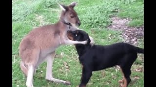 Boxing Kangaroo Attacks On Human In The Street TOP 3 Boxing Kangaroo [upl. by Yatnwahs]