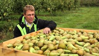 Verse Oogst  Feijtel Fruit  Peren [upl. by Assetan]