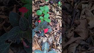 tour no jardim do meu quintal episcia flores floweringplant floracoes plants [upl. by Samanthia]