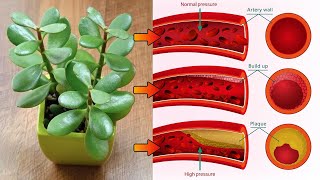 Top 7 Jade Plant Benefits that You Should Know [upl. by Gerdy]