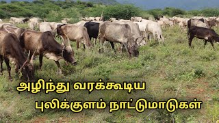 அழிந்து வரும் புலிக்குளம் நாட்டு மாடுகள்  pulikulam cattle breed facts in tamil  uzhavan magan [upl. by Hannej893]