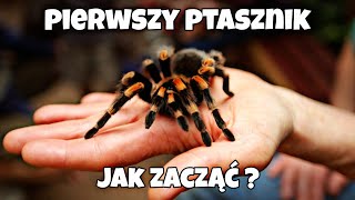 Pierwszy ptasznik  🕷️ czyli jak zacząć hodowlę ptaszników  najważniejsze informacje hodowlane 🤝 [upl. by Gerfen]