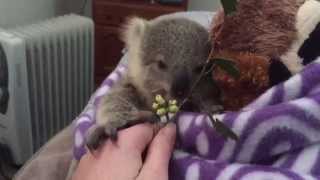 koala joeys most adorable home video of all time [upl. by Alil]