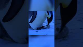 Emotional Wildlife moment in antarctica😢😭Antarctica penguins mother penguin love [upl. by Inhsor]