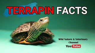 Freshwater turtle  Terrapin  facts Beautiful and closeup scenes  eating mealworms  reptiles [upl. by Takakura]