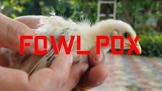 Fowl Pox Vaccination of 2 Weeks Old Chicks [upl. by Eltsirk841]