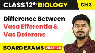 Difference Between Vasa Efferentia amp Vas Deferens  Class 12 Biology Ch 3 NCERTNEET 202223 [upl. by Serrano]