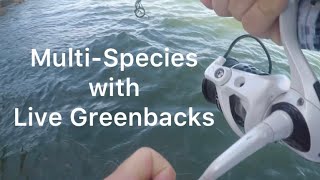 MultiSpecies Fishing in Tampa Bay with Live Greenbacks BIG Redfish [upl. by Thgiled]