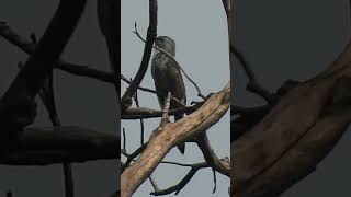 Burung orang mati Plaintive Cuckoo Chirping birds [upl. by Sorce]