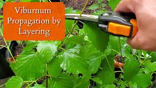 How to Propagate Viburnum by Layering Naturally [upl. by Enivid]