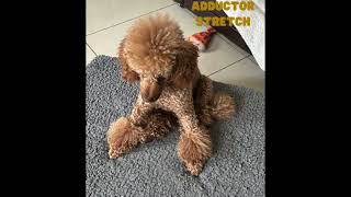 🐩🧘🏻🤣 Scampi Scampilicious Poodle does Yoga 🤣 [upl. by Aurelius]