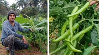 Green Chilli Banana intercropping farming [upl. by Suhail]