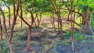 Brazilian Rosewood Dalbergia Nigra Plantation in the Amazon [upl. by Dever]