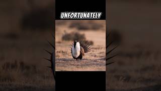 The Greater Sagegrouse  The Largest Grouse In North America 😍 [upl. by Naud452]