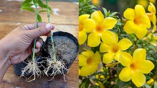 Easy method to propagate any plant from cuttings  How to grow allamanda plant [upl. by Okubo615]