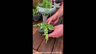 How to grow Creeping Jenny Lime Lysimachia nummularia Pond Plant [upl. by Ginnifer]