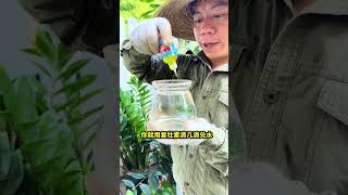 多肉过完夏季多数已经没活力了，你要重新激活它的生长花卉绿植多肉盆栽 [upl. by Orian916]