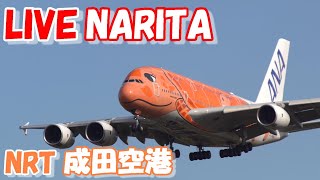 🔴LIVE at NARITA International Airport Plane Spotting 20240904 成田空港ライブカメラ 成田空港 NRTRJAA [upl. by Auehsoj203]