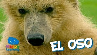 El Oso un Mamífero muy Goloso  Videos para Niños [upl. by Salkin]